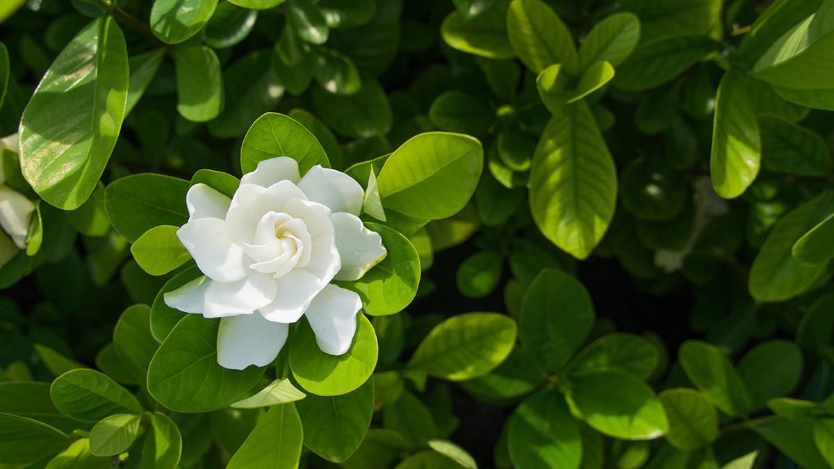 The Big Gardenia Flower