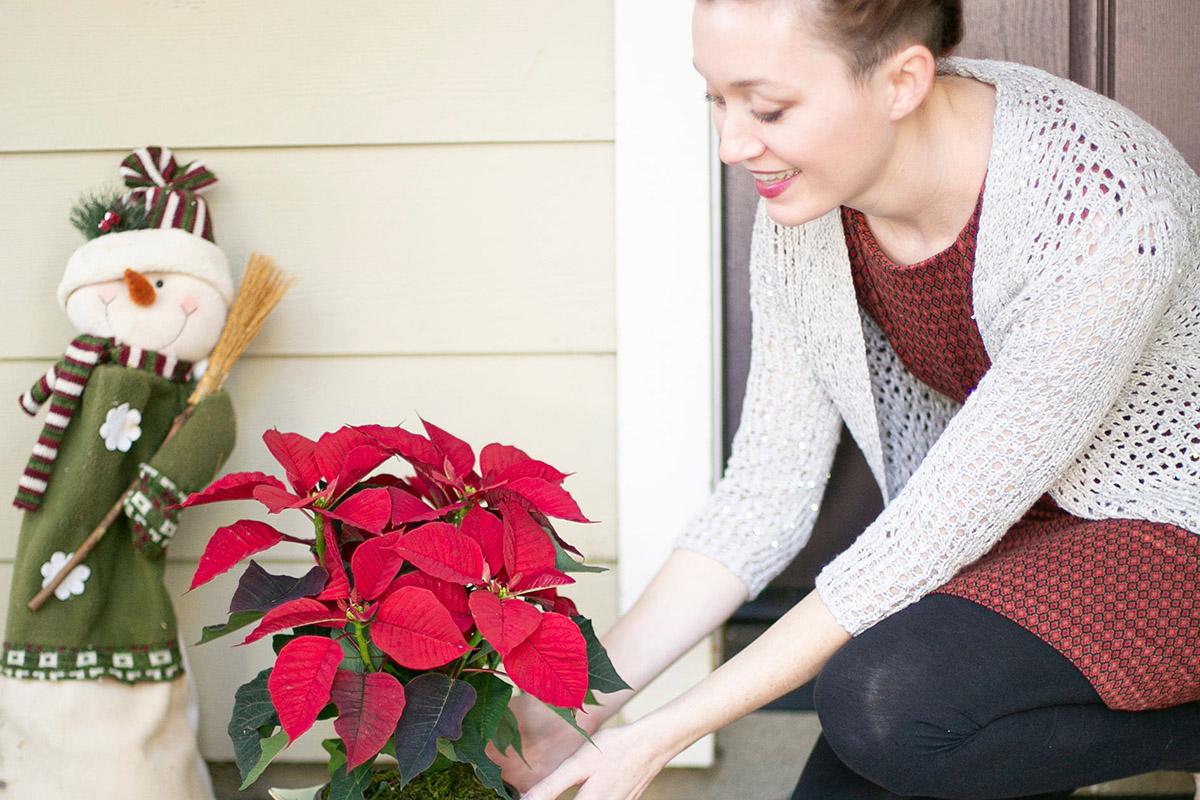 poinsettia-care-hero.jpg
