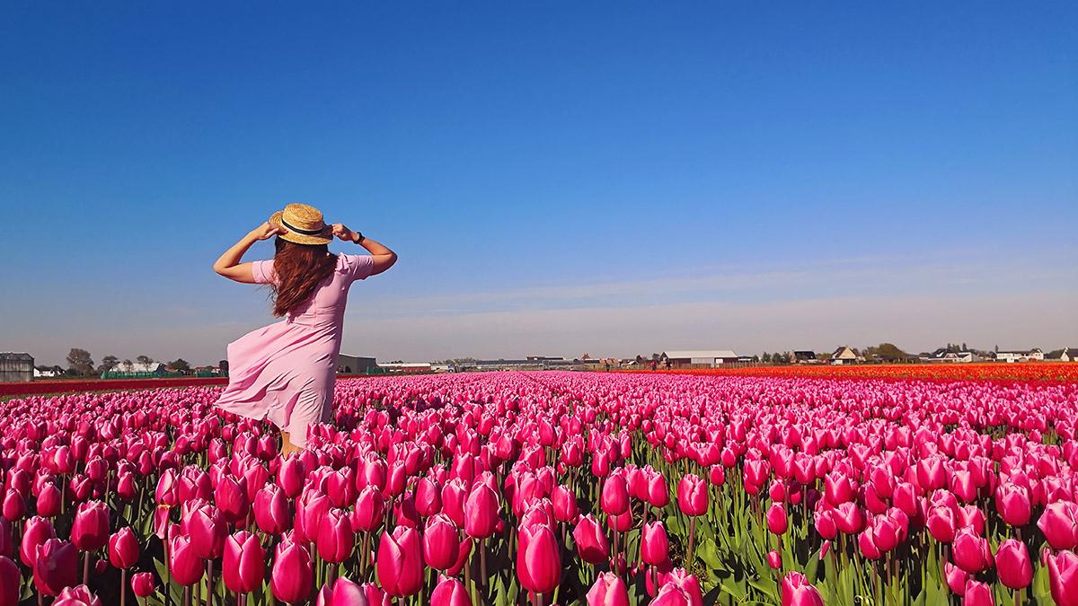 Woman tourist in pink dress and straw hat standing in tulip field